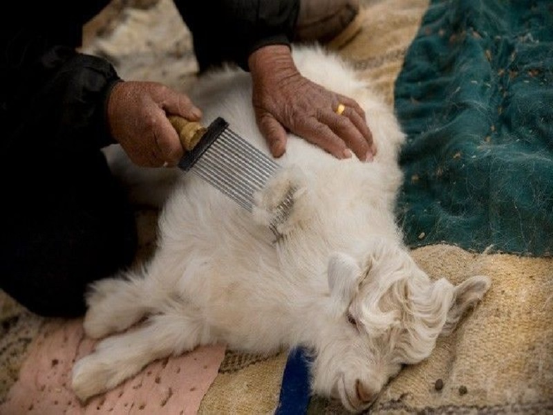 goat-cashmere-collection goat-cashmere-collection