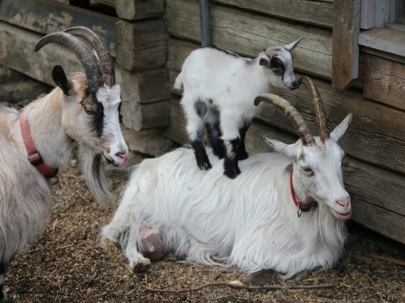 goat-cashmere goat-cashmere