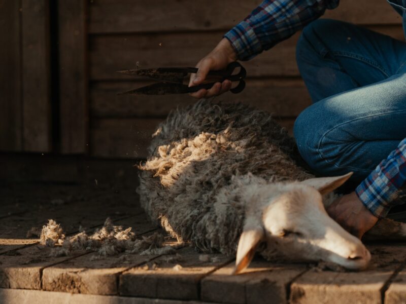 sheep-wool-collection sheep-wool-collection