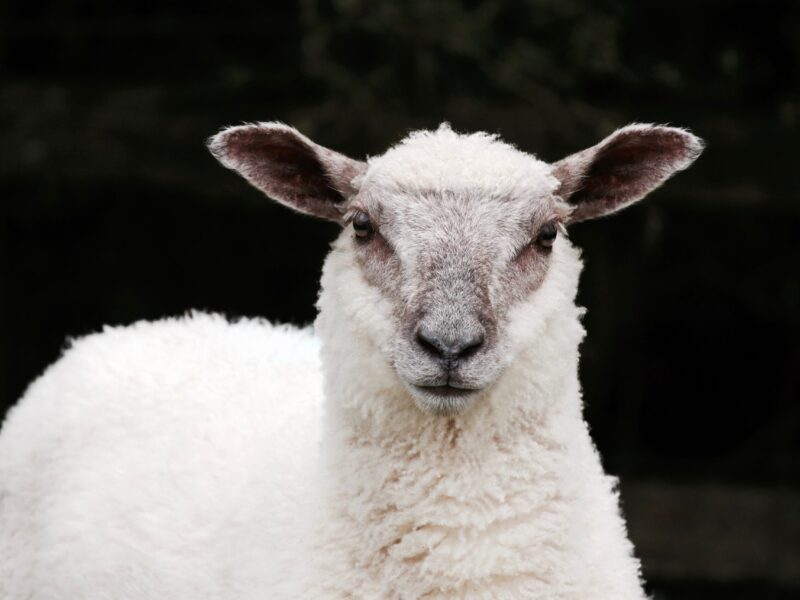 sheep-wool sheep-wool